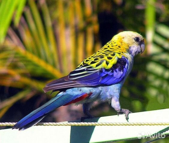 Попугаи Розелла