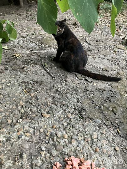 Не бойтесь брать с улицы, они благодарные