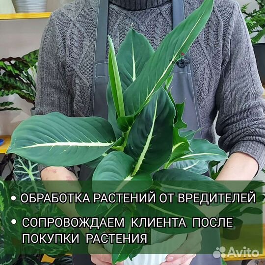 Ель Доставка растений Тюмень
