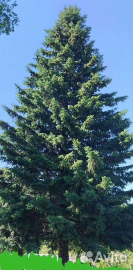 Ель обыкновенная