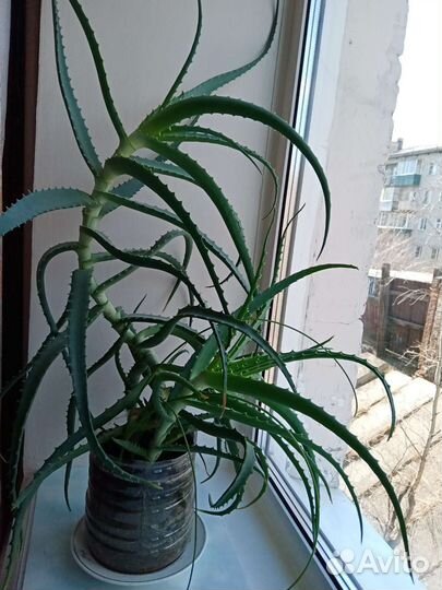 Большой алоэ (столетник) 8 лет