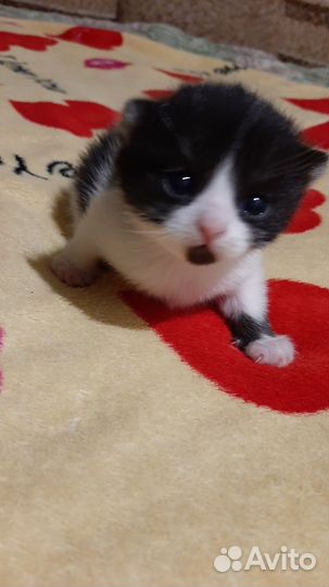 Кошки в добрые руки бесплатно