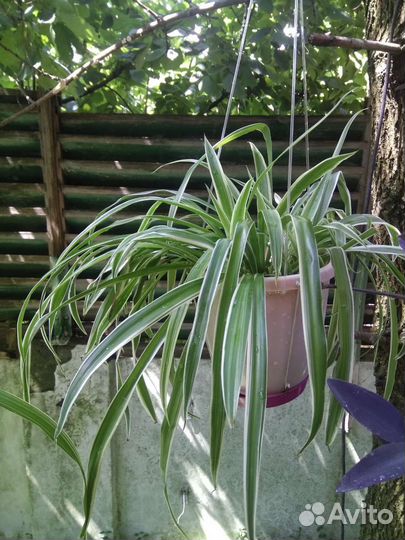 Красавцы хлорофитумы