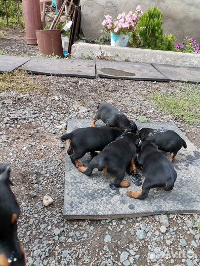 Щенки ягдтерьер