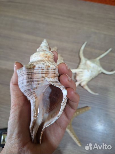 Ракушка морская большая