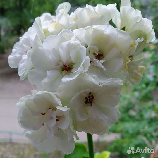 Пеларгония герань куст цветуший