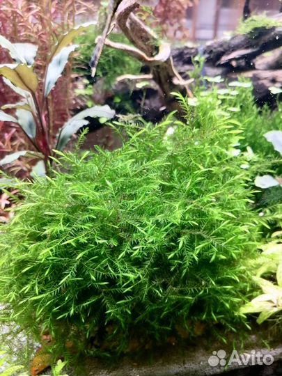 Аквариумные растения