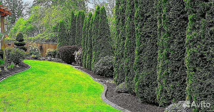 Туи брабант