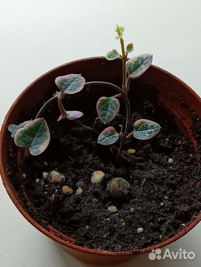 Церопегия вариегатная