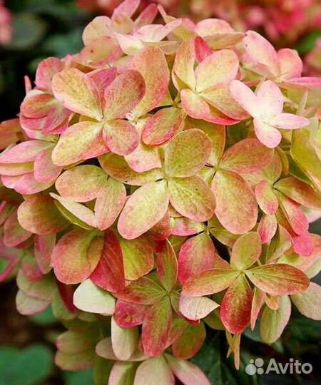 Гортензия метельчатая граффити зкс