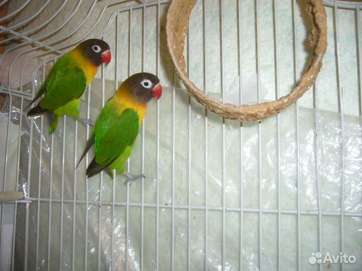 Попугаи неразлучники пара с клеткой