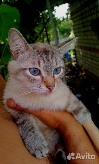 Ласковый котик в добрые руки