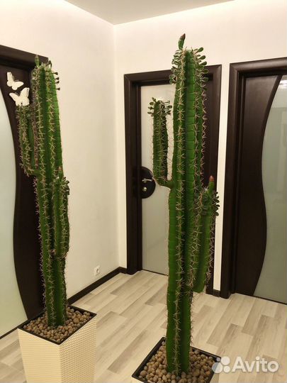 Кактус Новые