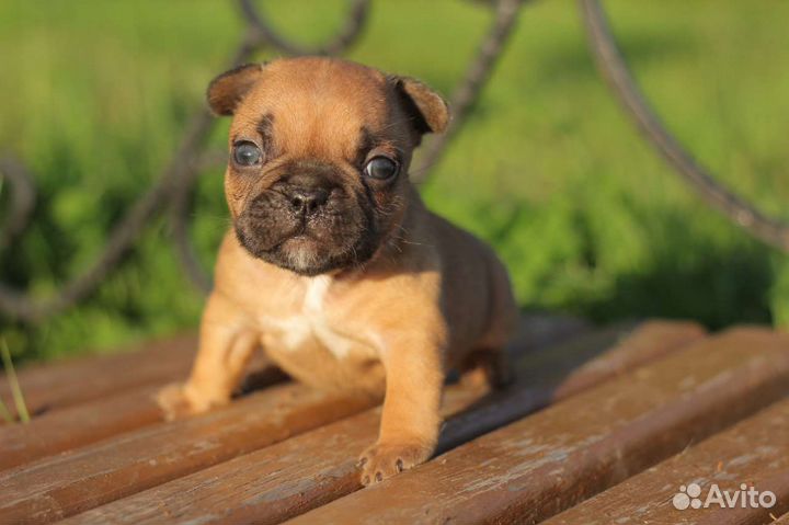 Французские булечки