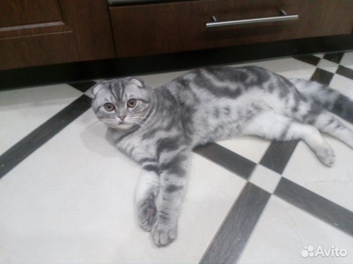 Вислоухий шотландец,вязка