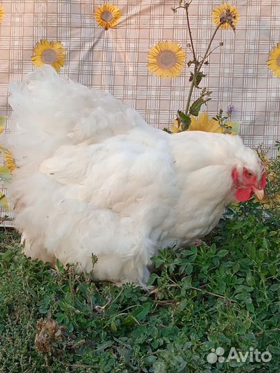 Куры породы кохинхин