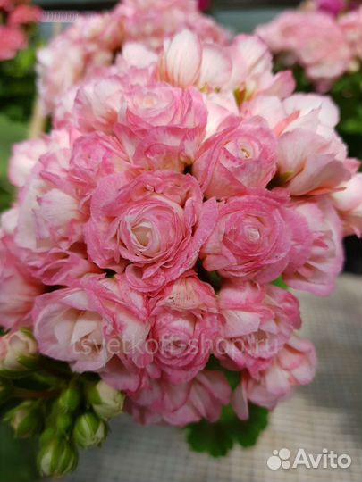 Пеларгонии сортовые 2