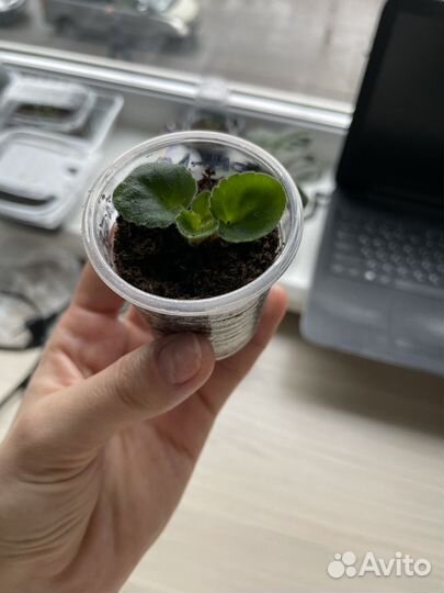 Фиалка рм-Легкий бриз