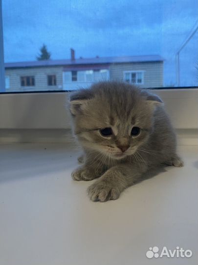 Шотландские вислоухие котята