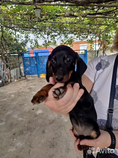 Продам щенков таксы