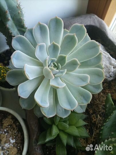 Суккуленты 6 видов (комнатные растения 2ч.)