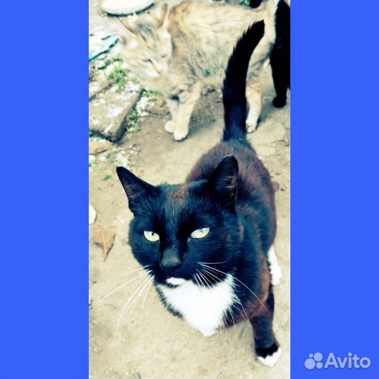 Кот мышелов в добрые руки