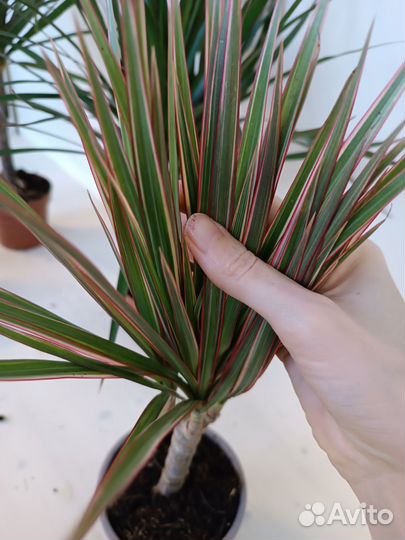 Пальма Драцена, в ассортименте