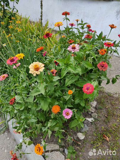 Лунария(лунник) Циния растения для сада семена