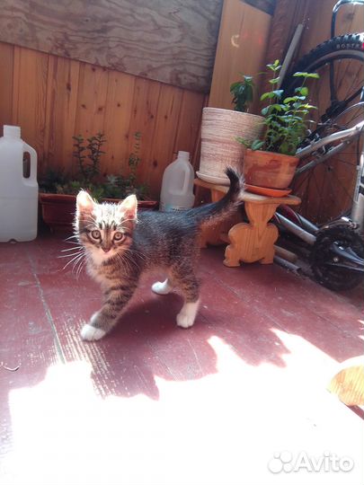 Котёнок Барсик ищет дом