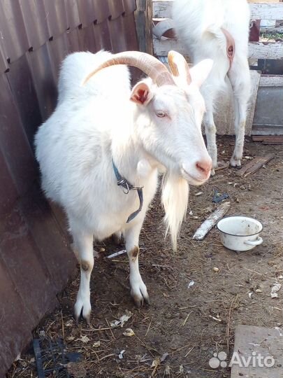 Козлик на племя, дойные козы и козлята