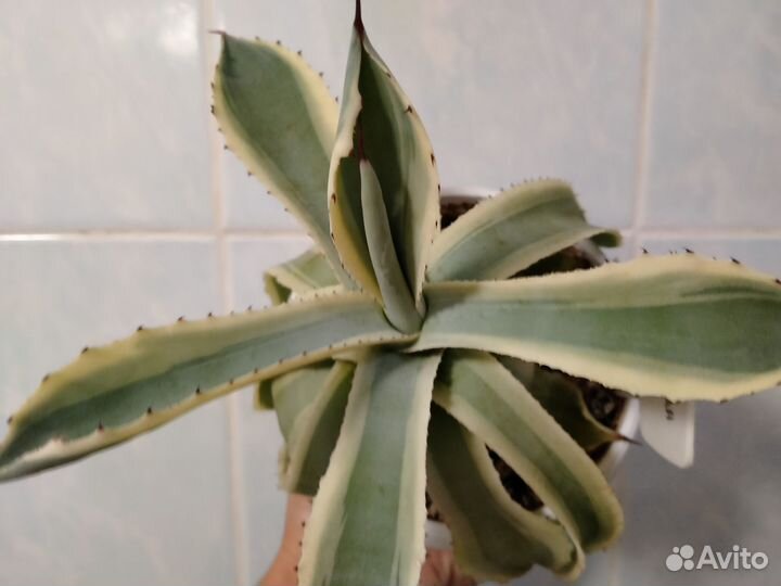 Агавы, гастерии- изменено 31.07