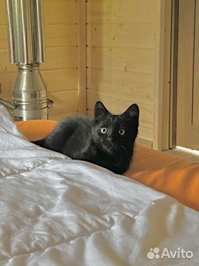 Бомбейский котёнок метис (мальчик,девочка) 2,5мес