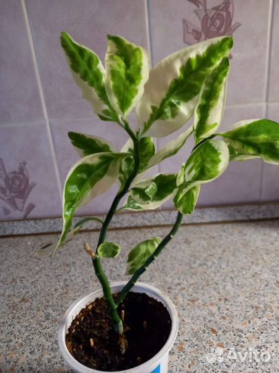 Цветы домашние в горшках