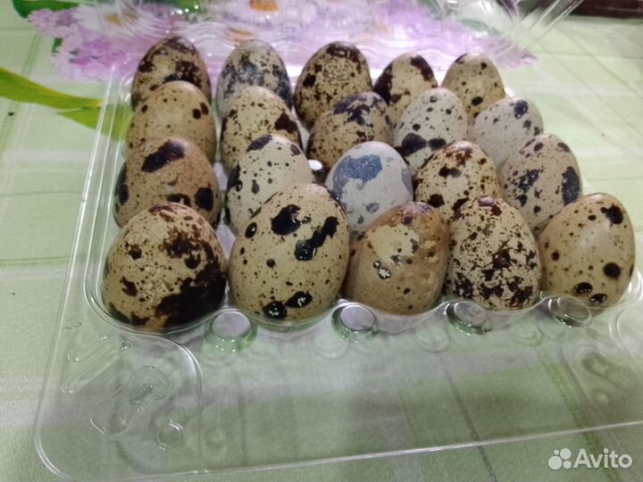 Яйца перепелиные