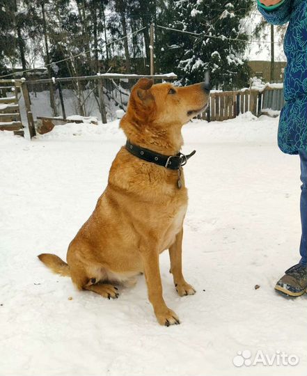 Оди добряк ищет дом