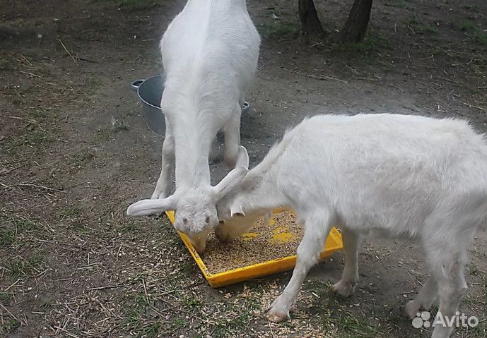 Комбикорм Для Коз