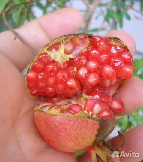 Свежие семена комнатных гранатов