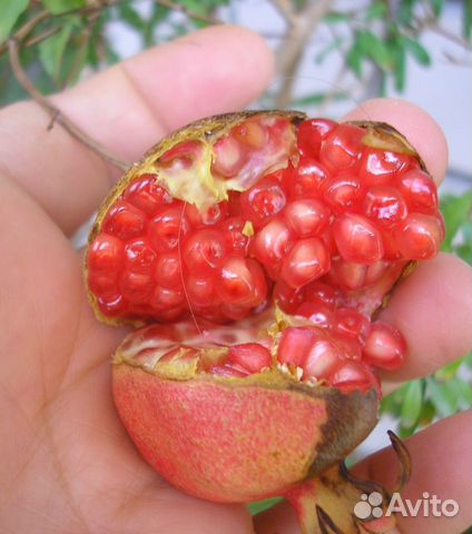Свежие семена комнатных гранатов