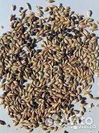 Зерно смесь вика+ячмень