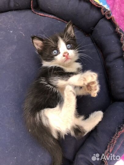 Котята в масках в очень добрые руки