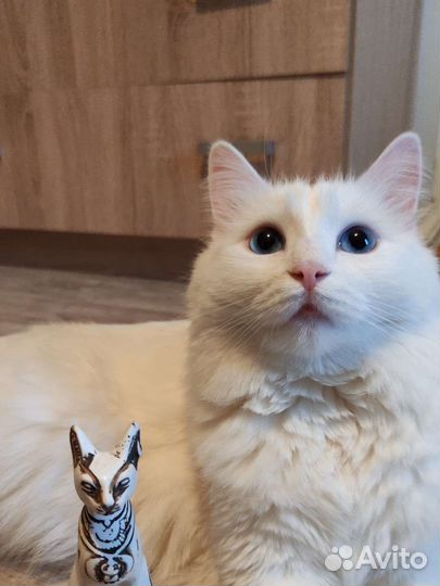 Котята турецкой ангоры