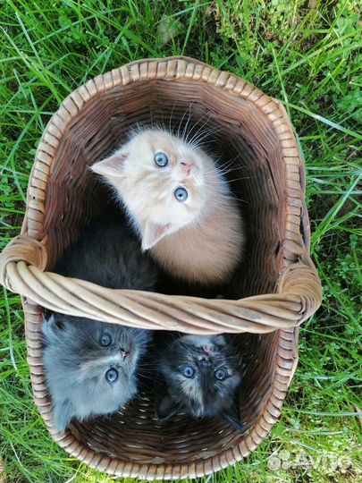 Котята в добрые руки