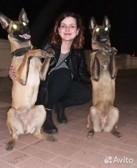 Кинолог - инструктор, дрессировка собак,передержка