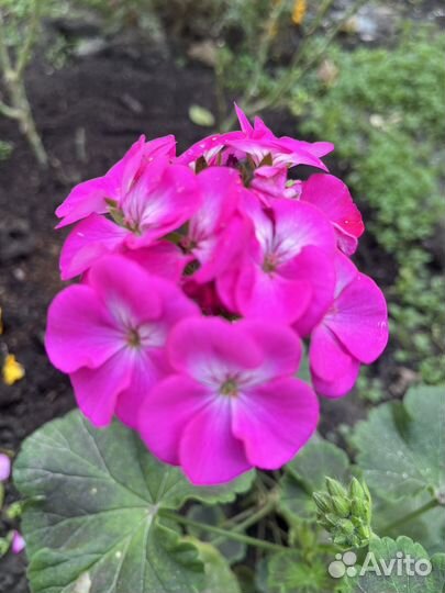 Пеларгонии