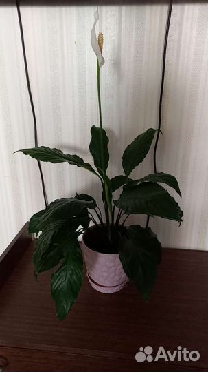 Спатифиллум