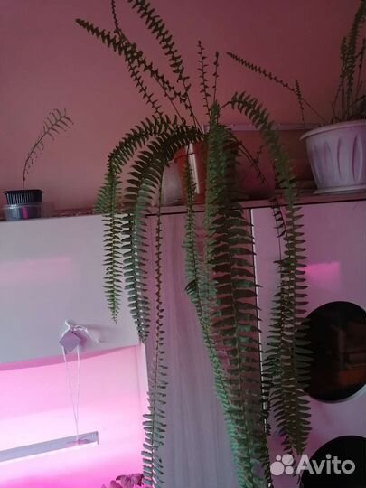 Цветы разные комнатные