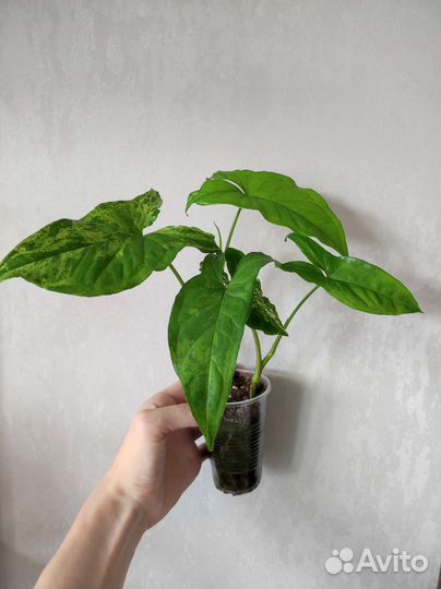 Комнатные растения #2