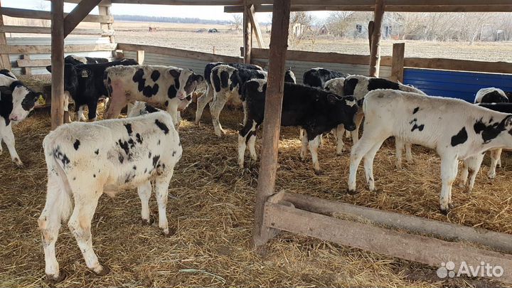 Бычки Телята на мясной откорм