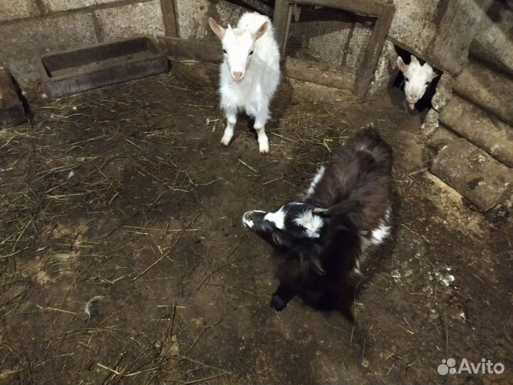 Козлята