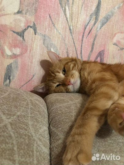 Котята турецкой ангоры